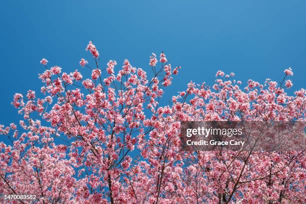 pink cherry blossoms against blue sky - alexandria virginia foto e immagini stock
