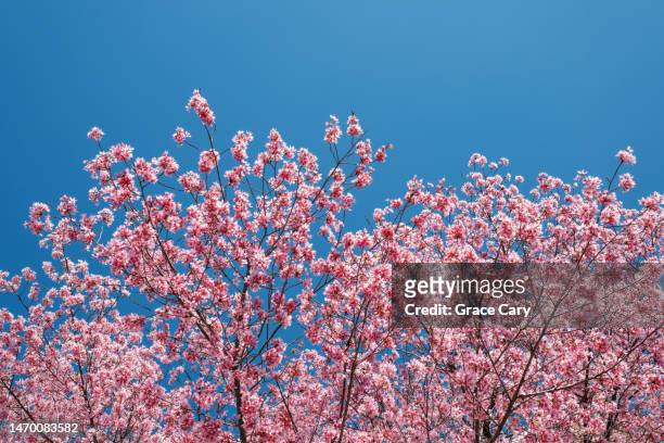 pink cherry blossoms against blue sky - alexandria virginia bildbanksfoton och bilder