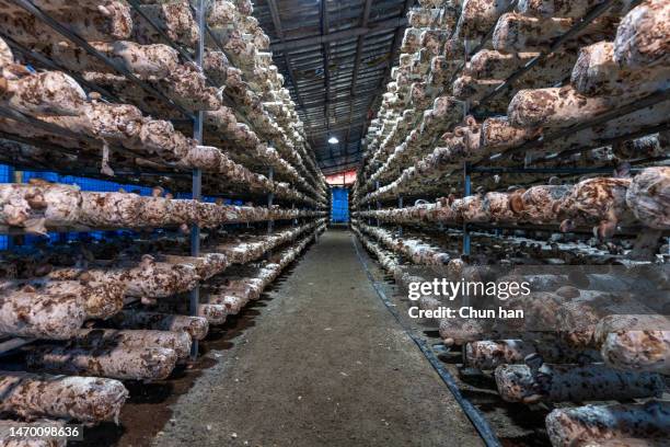 mushrooms on the neat culture medium in the mushroom farm - mushroom isolated stock pictures, royalty-free photos & images