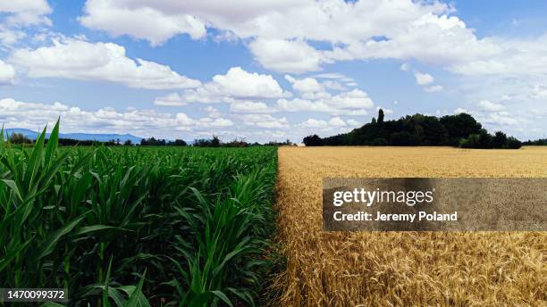wide angle cloudscape and symmetrical aerial shot of a vibrant green corn crop field next to a golden wheat field in a perfectly straight line on a farm in eguisheim france - contrasten stockfoto's en -beelden