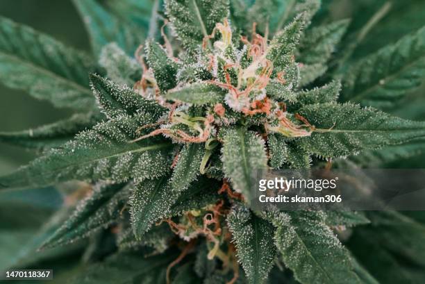 macro photography flowering cannabis making trichome final stage for growing cannabis. - marijuana herbe de cannabis photos et images de collection