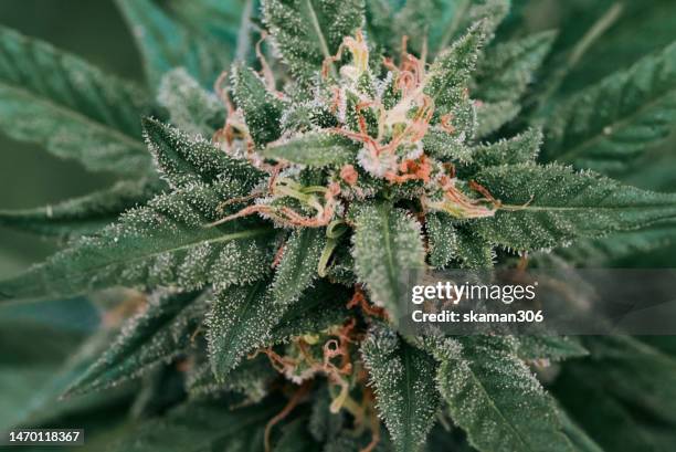 macro photography flowering cannabis making trichome final stage for growing cannabis. - cbd products stock pictures, royalty-free photos & images