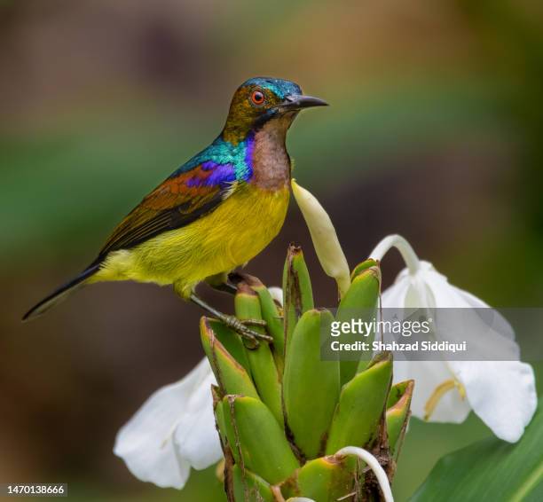 brown throated sunbird (male) - singapore botanic gardens ストックフォトと画像