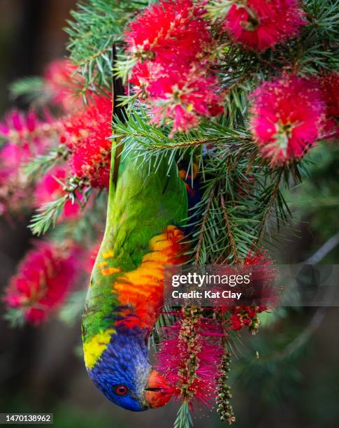 rainbow lorikeet - rainbow lorikeet stock pictures, royalty-free photos & images