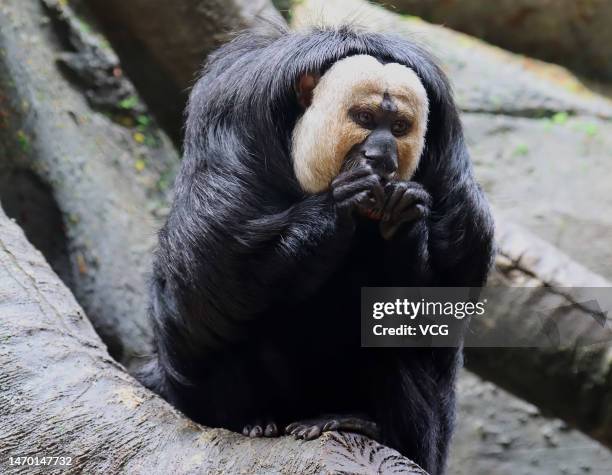 White-faced saki is seen at Hongshan Forest Zoo on February 28, 2023 in Nanjing, Jiangsu Province of China.