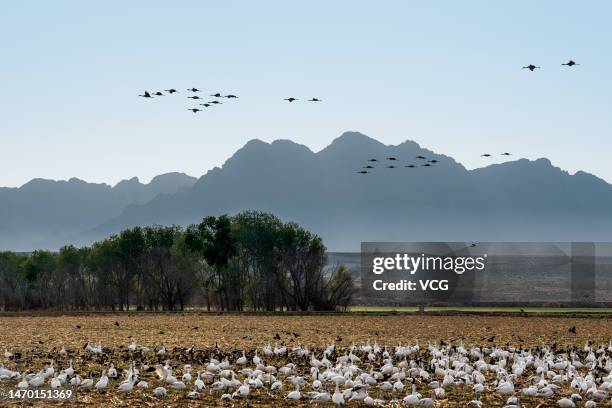 Sandhill cranes fly over Cibola National Wildlife Refuge on February 22, 2023 in Yuma, Arizona.