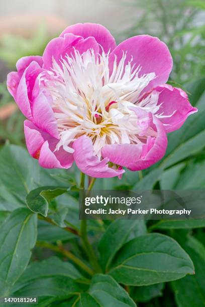 close-up image of the beautiful summer flowering pink and white peony flower - peonia lactiflora 'bowl of beauty'. - peonia stock-fotos und bilder