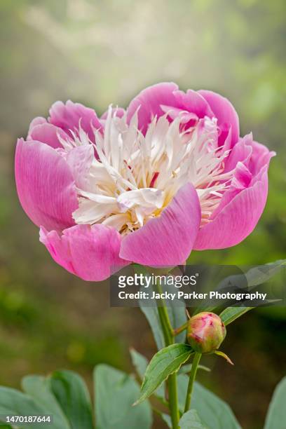 close-up image of the beautiful summer flowering pink and white peony flower - peonia lactiflora 'bowl of beauty'. - peonia stock-fotos und bilder