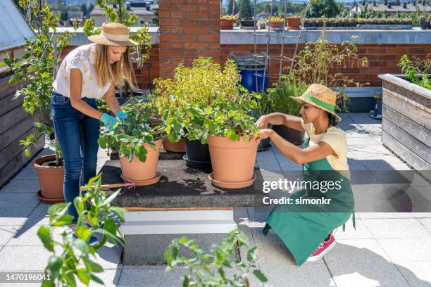 women working on rooftop garden - blue white summer hat background stock pictures, royalty-free photos & images