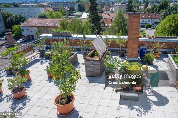 high angle view of woman working in vegetable garden - the roof gardens stock pictures, royalty-free photos & images