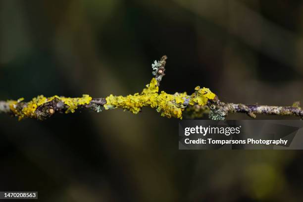 lichen on a branch - lachen photos et images de collection