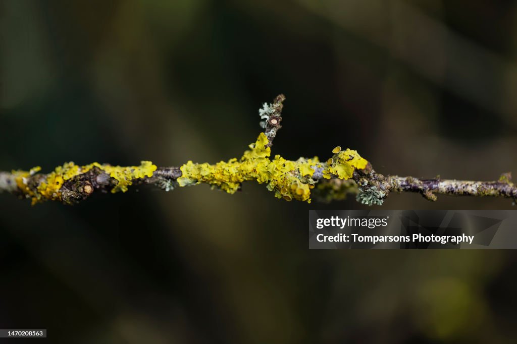Lichen on a branch