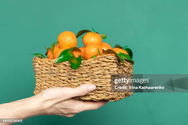 basket with citrus fruits in woman hands. - oranges in basket at food market stock pictures, royalty-free photos & images