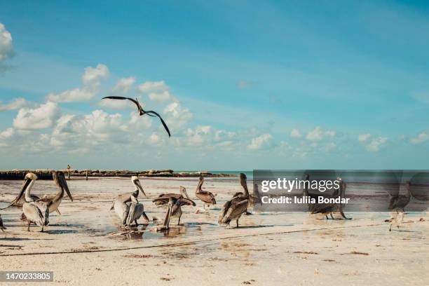 many pelicans on the beautiful beach eating fish - isla holbox stock pictures, royalty-free photos & images