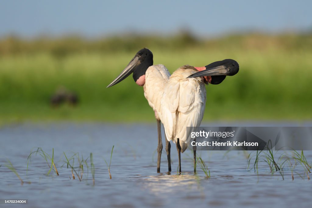 Jabiru storks (Jabiru mycteria) preening