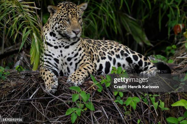 jaguar (panthera onca) resting on river bank, rio cuiaba, pantanal - felino grande fotografías e imágenes de stock