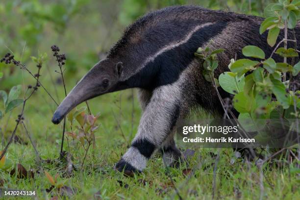 giant anteater (myrmecophaga tridactyla) in the grassland of pantanal - giant anteater stock pictures, royalty-free photos & images