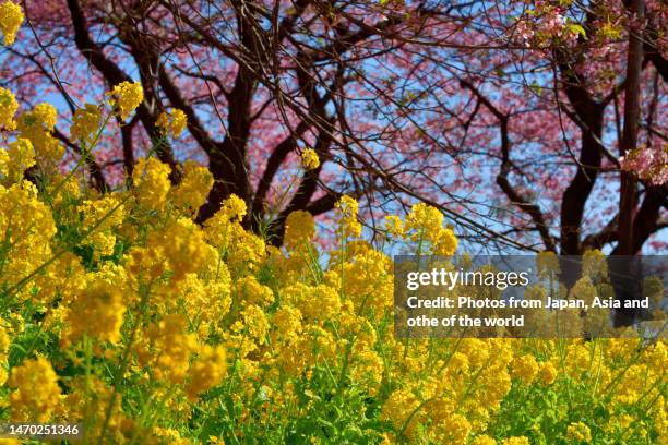 rape flowers with cherry blossoms in the background - brassica - fotografias e filmes do acervo