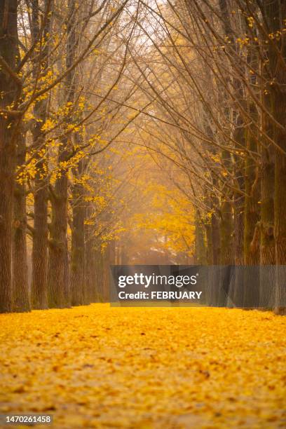 yellow scene, ginkgo trees - ginkgo forest stock pictures, royalty-free photos & images