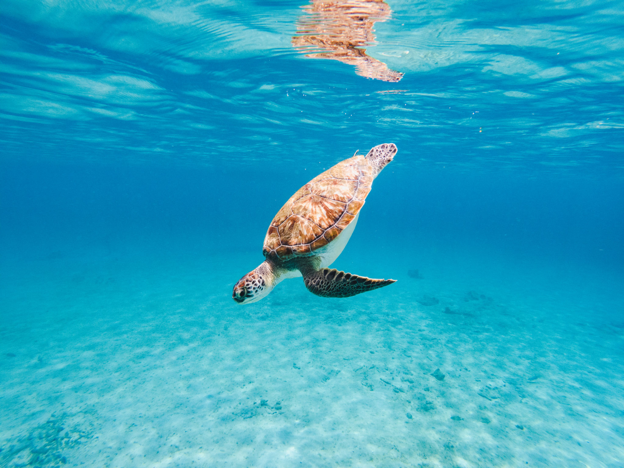 marine life Caribbean