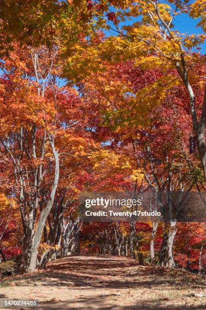 beautiful autumn scene of naejangsan national park in south korea - chuncheon fotos stock-fotos und bilder