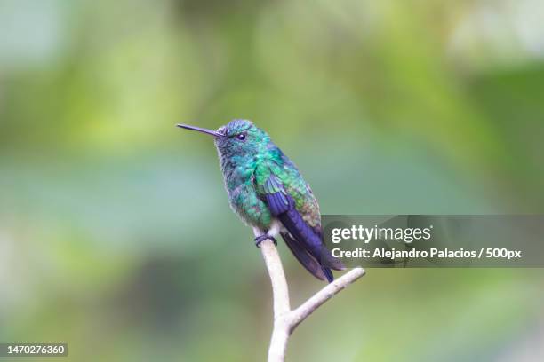 close-up of hummingbird perching on plant,antioquia,colombia - wildlife colombia stock-fotos und bilder