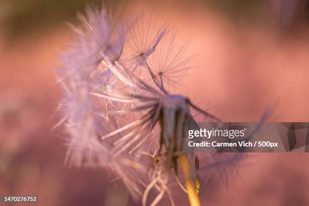 close-up of wilted dandelion,ibiza,islas baleares,spain - diente de leon stock pictures, royalty-free photos & images