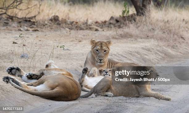 female lions resting,gir national park,gujarat,india - ギールフォーレスト国立公園 ストックフォトと画像