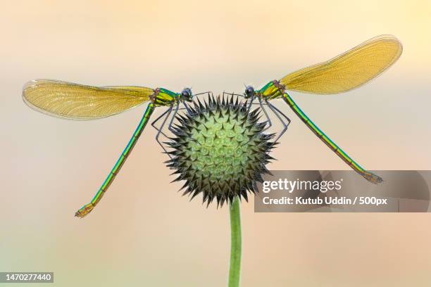 close-up of dragonfly on plant,pulborough,united kingdom,uk - damselfly stockfoto's en -beelden