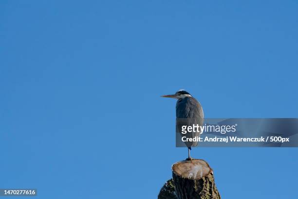 low angle view of heron perching on wooden post against clear blue sky,cambridgeshire,united kingdom,uk - blue heron stock pictures, royalty-free photos & images