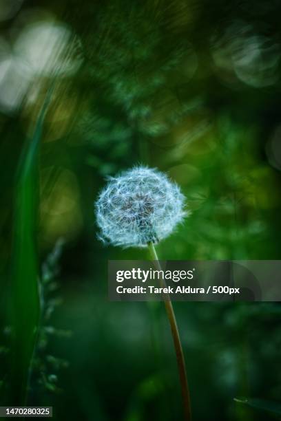 close-up of dandelion flower,france - close up on dandelion spores stock pictures, royalty-free photos & images