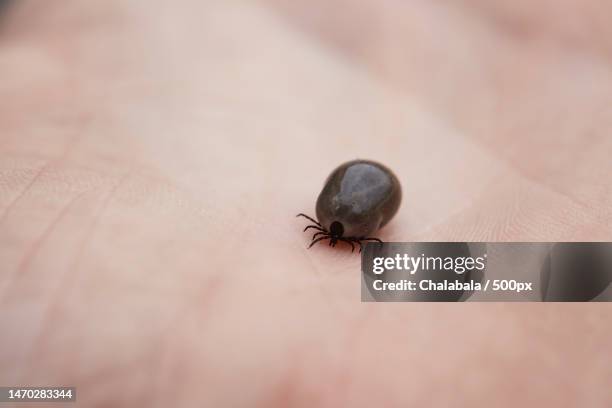 close-up of insect on human hand,czech republic - borreliosis stock pictures, royalty-free photos & images