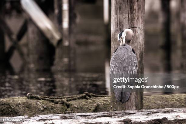 great blue heron preening and cleaning its feathers while standing on - cowichan bay stock pictures, royalty-free photos & images