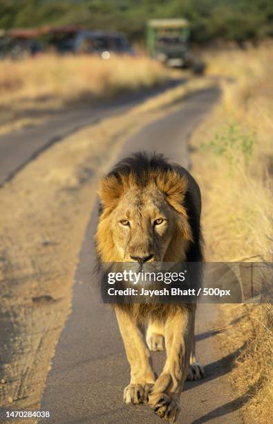 portrait of lion cub on road,gir national park,gujarat,india - ギールフォーレスト国立公園 ストックフォトと画像