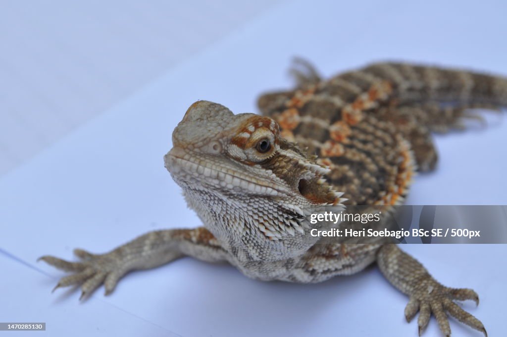 Close-up of iguana on table,Indonesia