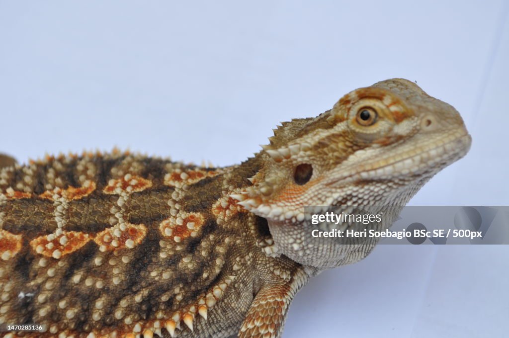 Close-up of iguana on white background,Indonesia