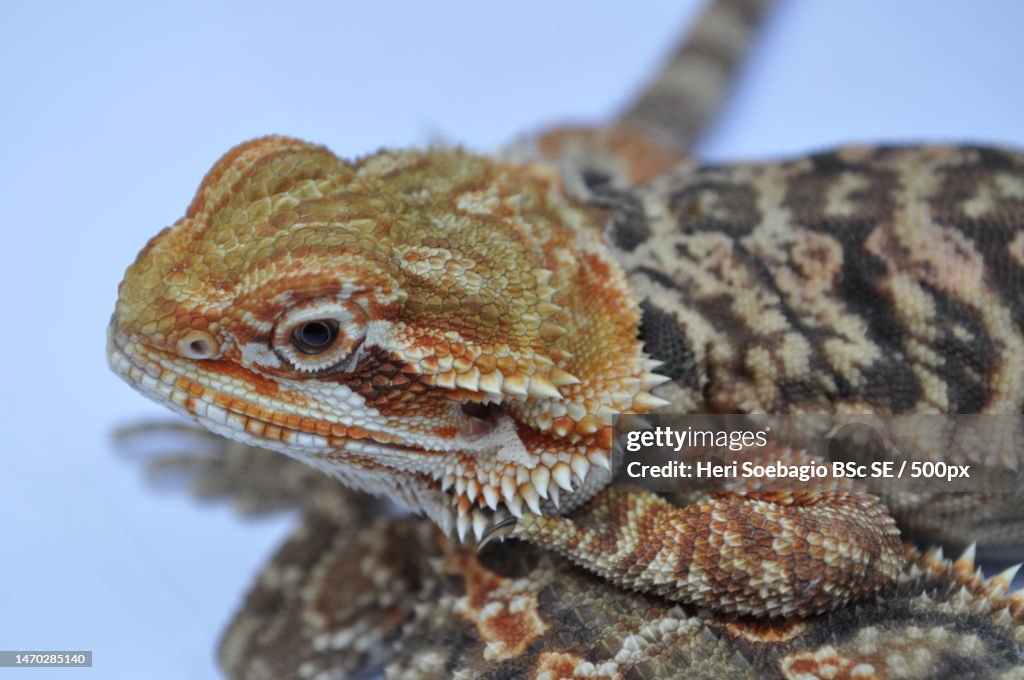 Close-up of bearded dragon on rock,Indonesia