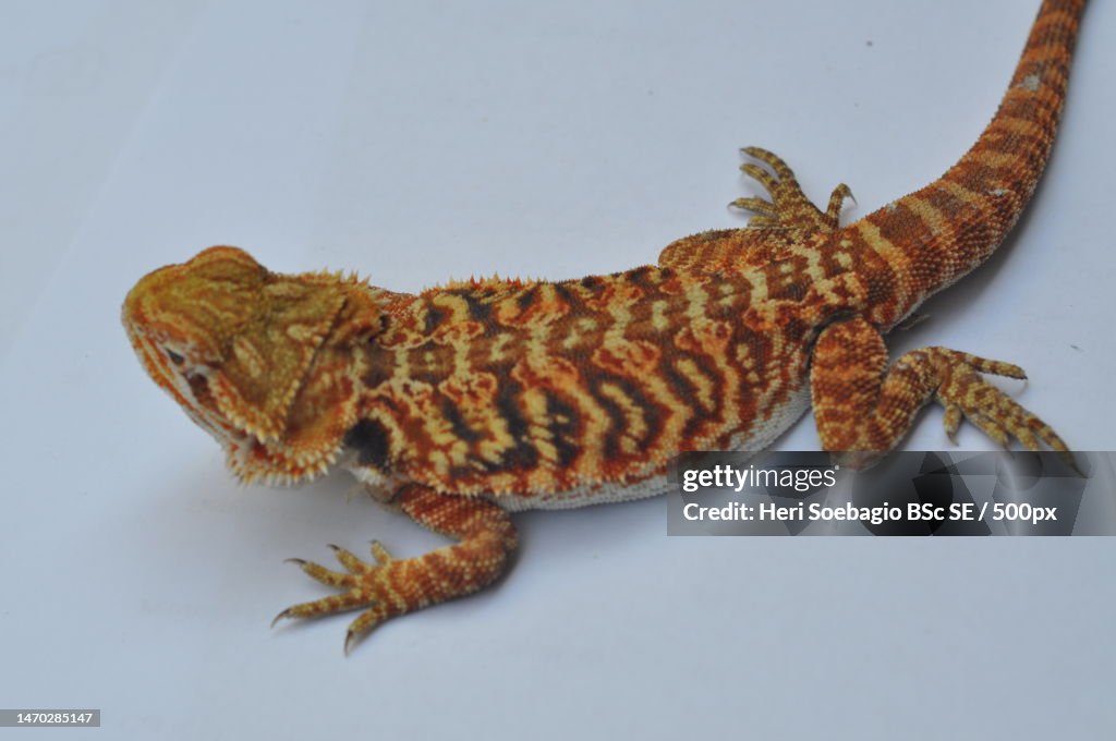 High angle view of bearded dragon on white background,Indonesia