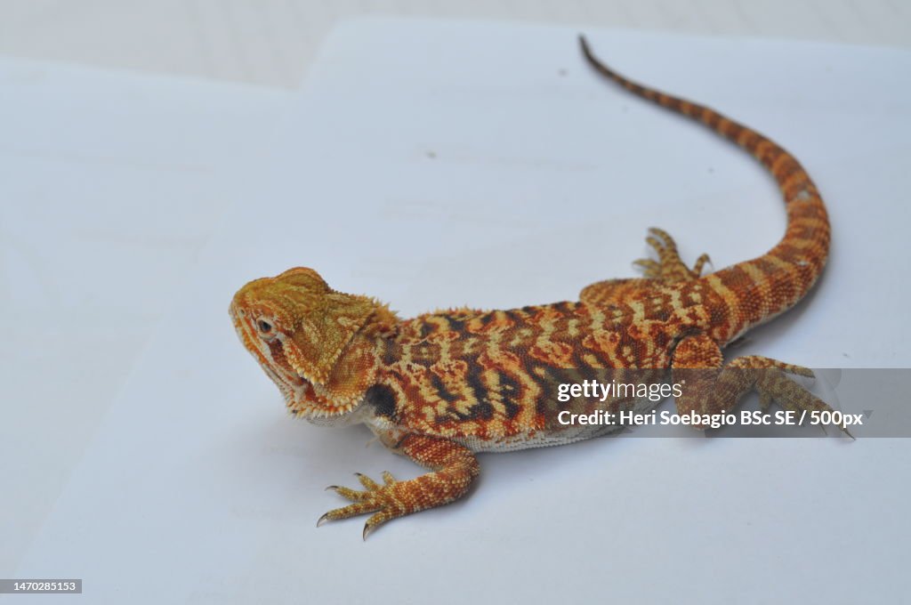 High angle view of bearded dragon on white background,Indonesia