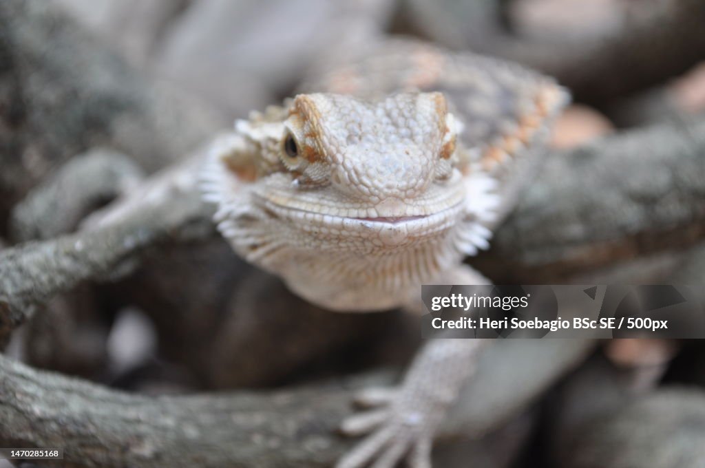 Close-up of bearded dragon on rock,Indonesia