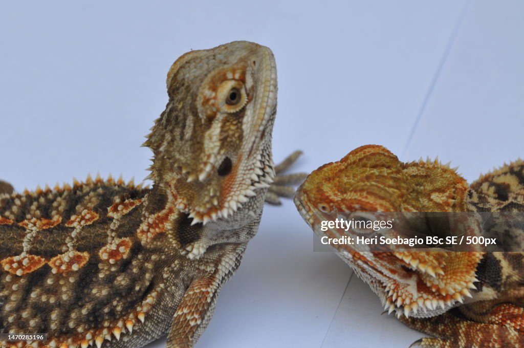 Close-up of lizards on white background,Indonesia