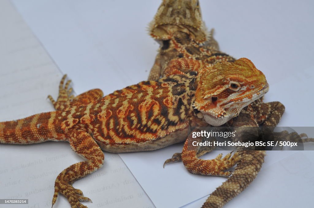 Close-up of bearded dragon on table,Indonesia