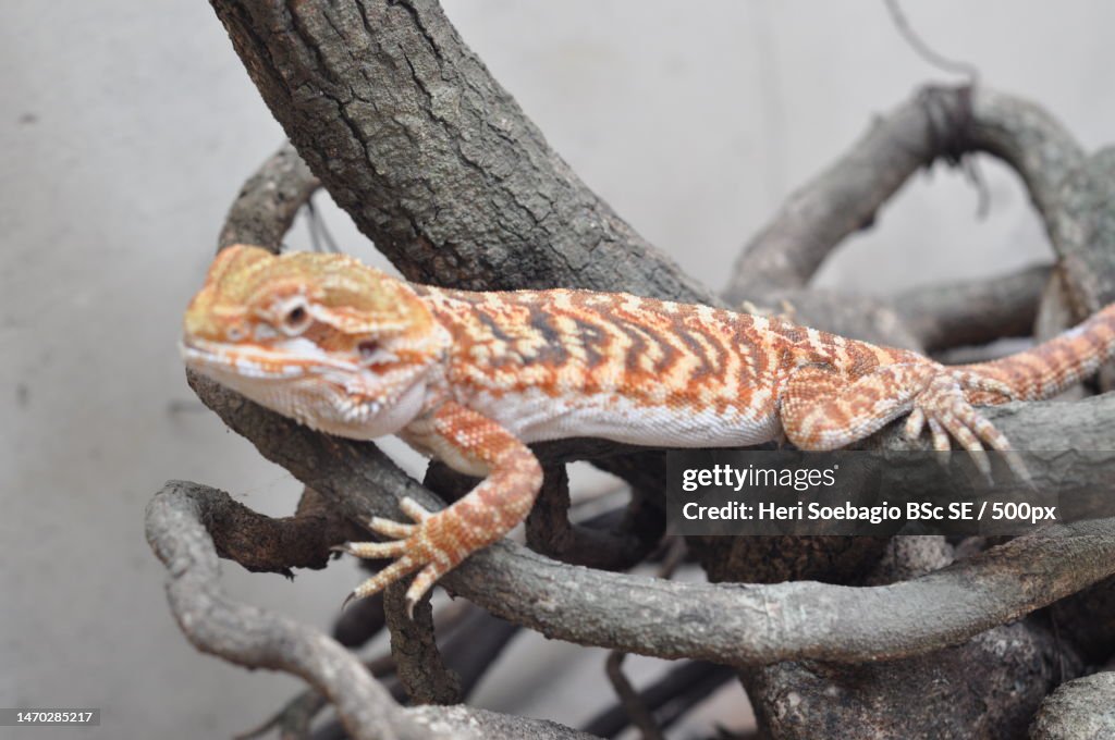 Close-up of bearded dragon on tree,Indonesia