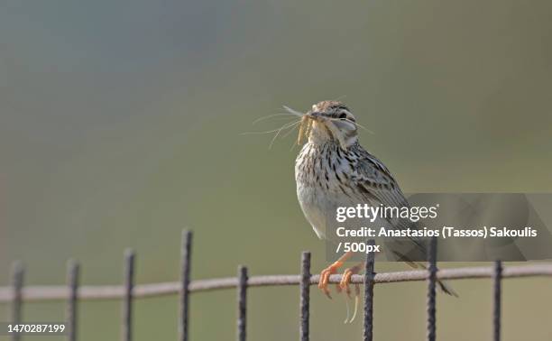 close-up of songbird perching on fence,crete,greece - lullula arborea stock pictures, royalty-free photos & images