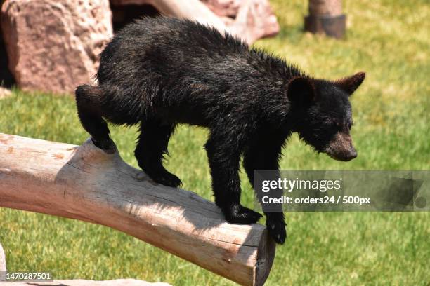 black bear cub standing on the end of a log,south dakota,united states,usa - oso negro asiático fotografías e imágenes de stock