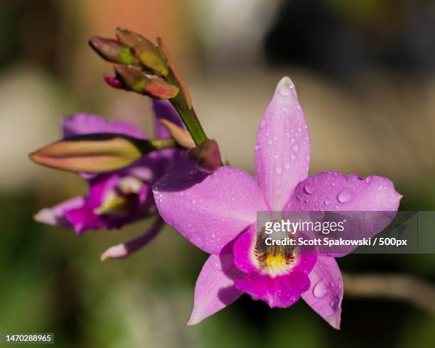 going to be late for work,palm city,florida,united states,usa - fuchsia orchids stock pictures, royalty-free photos & images