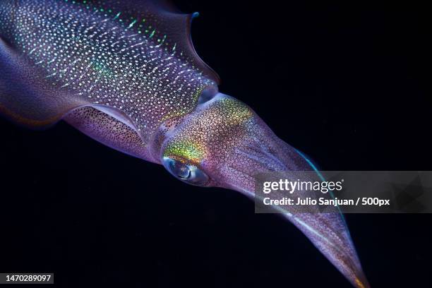 close-up of fish swimming in tank,similan islands,thailand - bigfin reef squid stock pictures, royalty-free photos & images