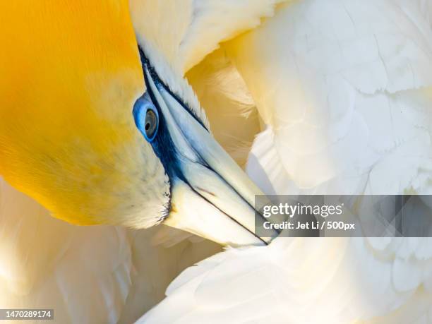 close-up of gannet,new zealand - gannet stock pictures, royalty-free photos & images