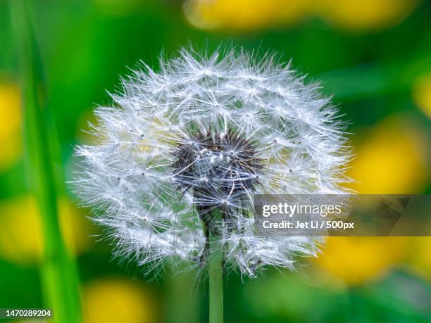 close-up of dandelion flower,auckland,new zealand - dandelion seed stock pictures, royalty-free photos & images