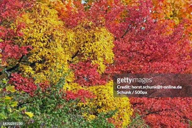 full frame shot of trees during autumn - farben stock pictures, royalty-free photos & images